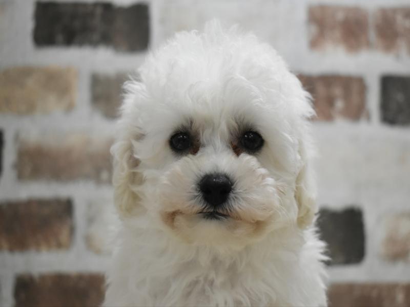 滋賀県のビションプー(ビションフリーゼ×プードル) (ワンラブカインズ彦根店/2025年9月17日生まれ/女の子/ホワイト)の子犬の1枚目の画像