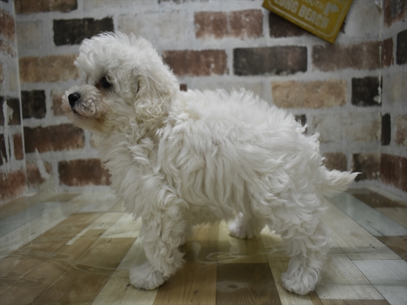 滋賀県のビションプー(ビションフリーゼ×プードル) (ワンラブカインズ彦根店/2025年9月17日生まれ/女の子/ホワイト)の子犬の3枚目の画像