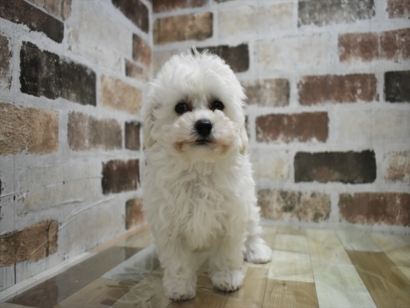 滋賀県のビションプー(ビションフリーゼ×プードル) (ワンラブカインズ彦根店/2025年9月17日生まれ/女の子/ホワイト)の子犬の2枚目の画像