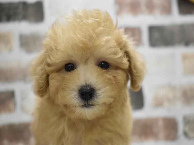 愛知県のトイプードル(トイ) (ワンラブ名古屋守山インター総本店/2025年9月17日生まれ/男の子/ペールフォーン)の子犬の1枚目の画像