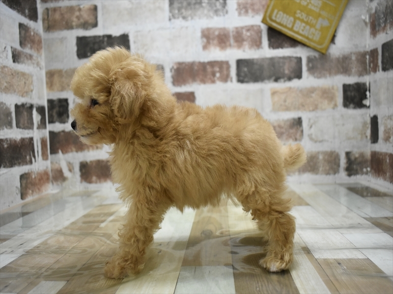 愛知県のトイプードル(トイ) (ワンラブ名古屋守山インター総本店/2025年9月17日生まれ/男の子/ペールフォーン)の子犬の3枚目の画像