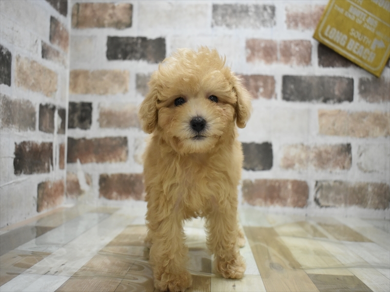 愛知県のトイプードル(トイ) (ワンラブ名古屋守山インター総本店/2025年9月17日生まれ/男の子/ペールフォーン)の子犬の2枚目の画像