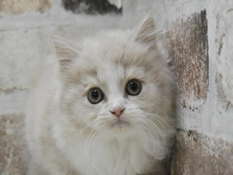 三重県のスコティッシュフォールド (ワンラブイオンタウン津城山店/2025年9月17日生まれ/女の子/クリームタビーホワイト)の子猫の1枚目の画像