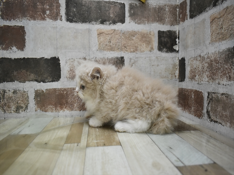 三重県のスコティッシュフォールド (ワンラブイオンタウン津城山店/2025年9月17日生まれ/女の子/クリームタビーホワイト)の子猫の3枚目の画像