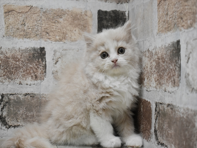 三重県のスコティッシュフォールド (ワンラブイオンタウン津城山店/2025年9月17日生まれ/女の子/クリームタビーホワイト)の子猫の2枚目の画像