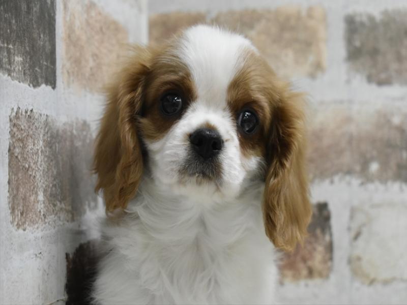 愛知県のキャバリアキングチャールズスパニエル (ワンラブ名古屋守山インター総本店/2025年9月14日生まれ/男の子/ブレンハイム)の子犬の1枚目の画像