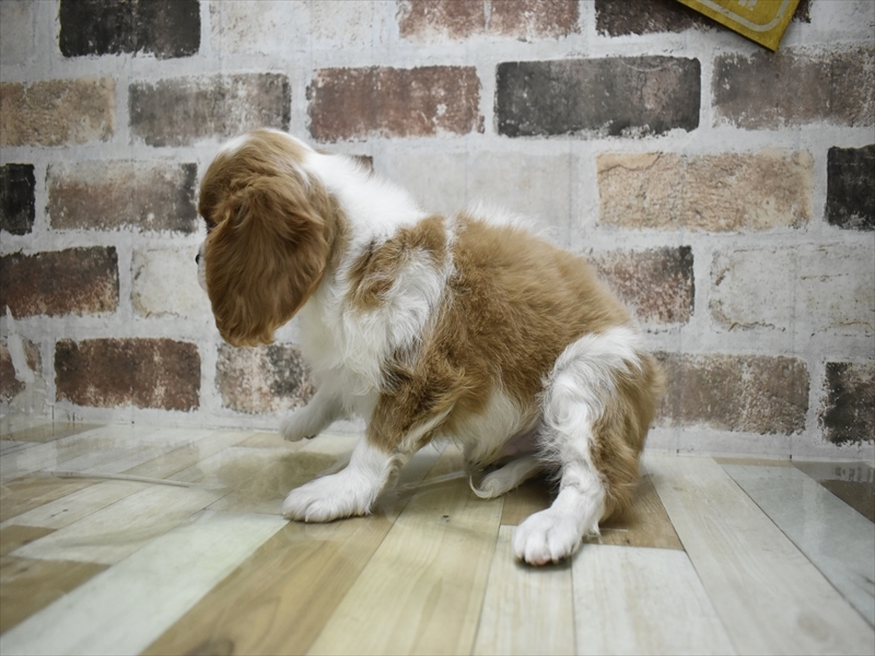 愛知県のキャバリアキングチャールズスパニエル (ワンラブ名古屋守山インター総本店/2025年9月14日生まれ/男の子/ブレンハイム)の子犬の3枚目の画像