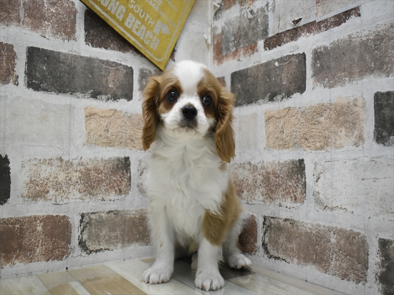 愛知県のキャバリアキングチャールズスパニエル (ワンラブ名古屋守山インター総本店/2025年9月14日生まれ/男の子/ブレンハイム)の子犬の2枚目の画像