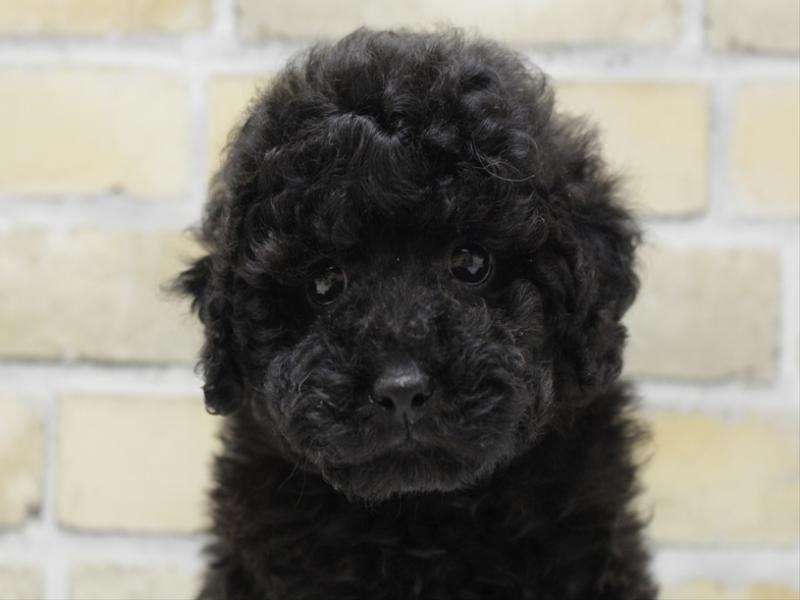 福岡県のトイプードル(トイ) (ワンラブ福岡総本店/2025年9月17日生まれ/女の子/ブラック)の子犬の1枚目の画像