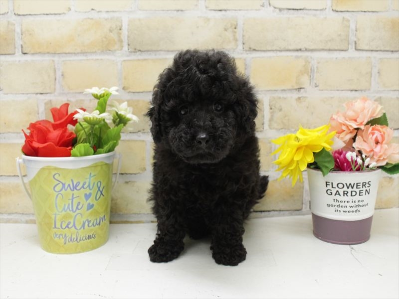 福岡県のトイプードル(トイ) (ワンラブ福岡総本店/2025年9月17日生まれ/女の子/ブラック)の子犬の3枚目の画像