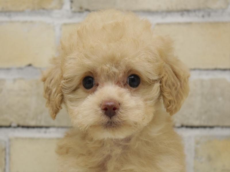 福岡県のトイプードル(トイ) (ワンラブ福岡総本店/2025年9月15日生まれ/女の子/アプリコット)の子犬の1枚目の画像