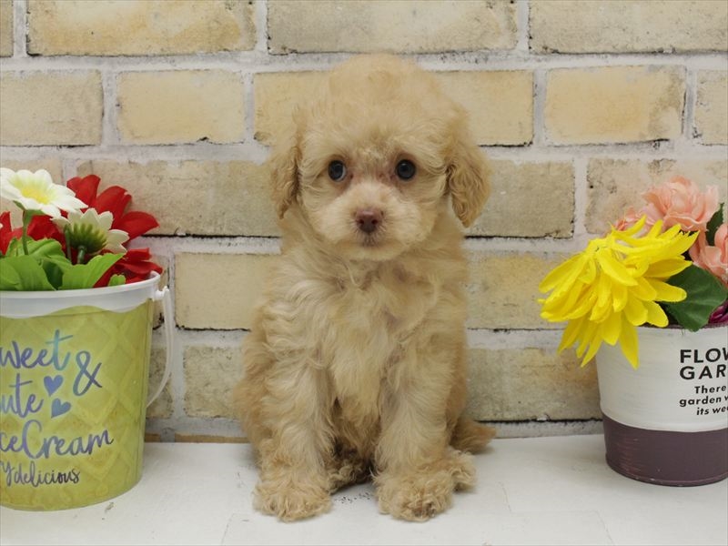 福岡県のトイプードル(トイ) (ワンラブ福岡総本店/2025年9月15日生まれ/女の子/アプリコット)の子犬の3枚目の画像