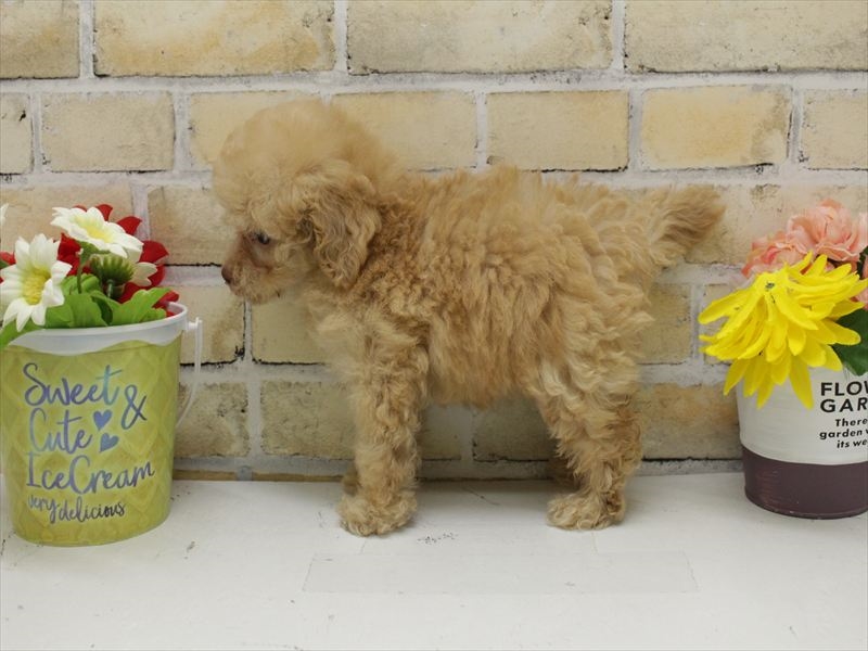 福岡県のトイプードル(トイ) (ワンラブ福岡総本店/2025年9月15日生まれ/女の子/アプリコット)の子犬の2枚目の画像