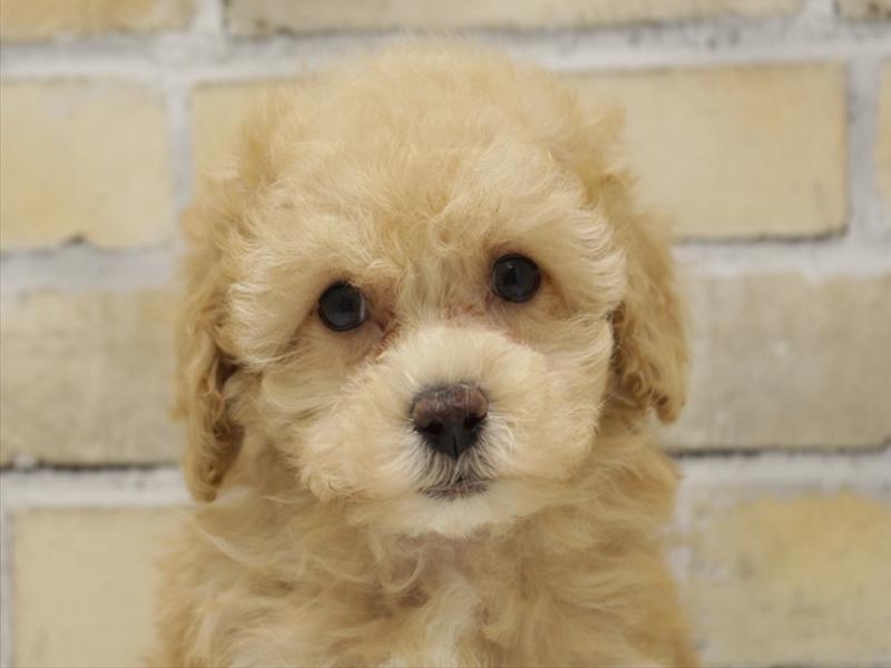 福岡県のトイプードル(トイ) (ワンラブ福岡総本店/2025年9月15日生まれ/女の子/アプリコット)の子犬の1枚目の画像