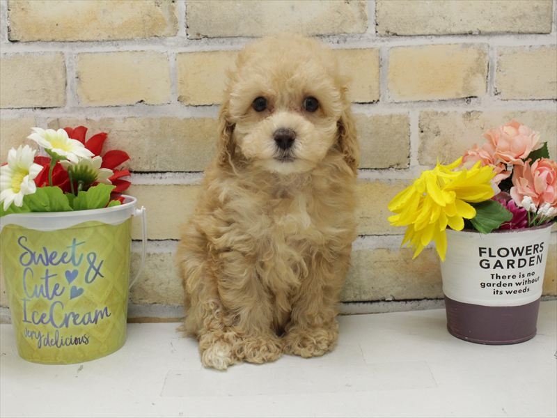 福岡県のトイプードル(トイ) (ワンラブ福岡総本店/2025年9月15日生まれ/女の子/アプリコット)の子犬の3枚目の画像