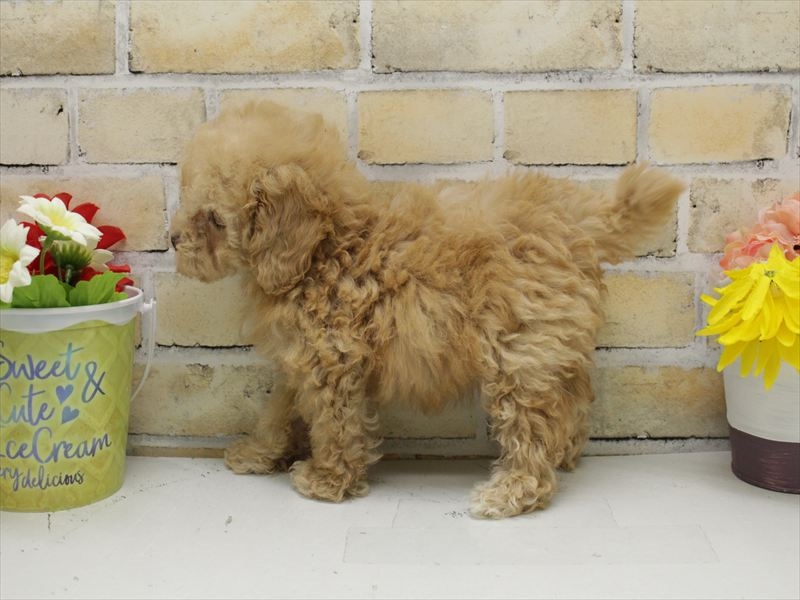 福岡県のトイプードル(トイ) (ワンラブ福岡総本店/2025年9月15日生まれ/女の子/アプリコット)の子犬の2枚目の画像