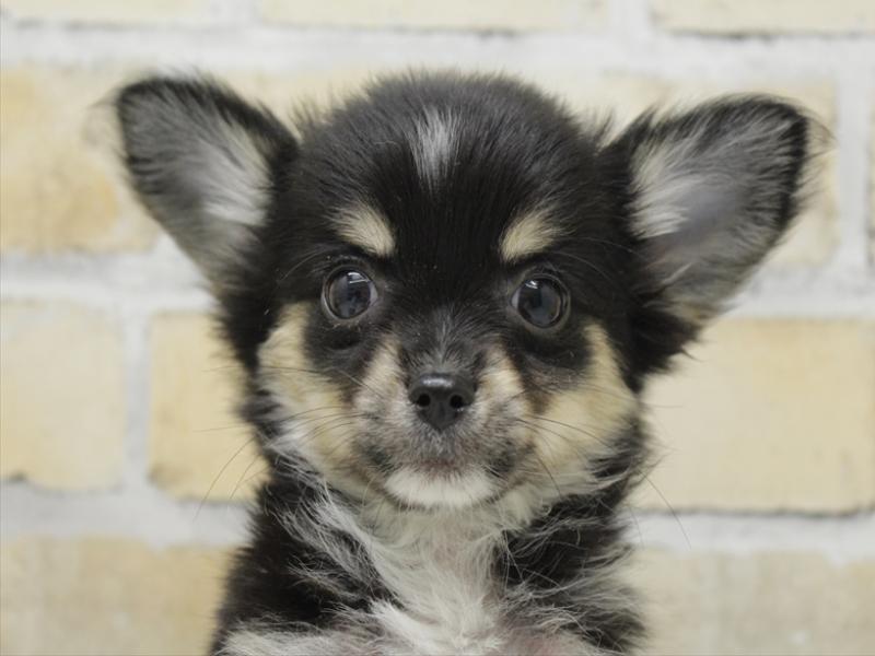 福岡県のチワワ(ロング) (ワンラブ福岡総本店/2025年9月13日生まれ/女の子/ブラックタンクリーム)の子犬