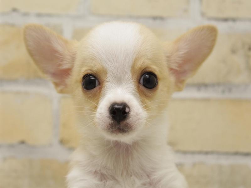 福岡県のチワワ(ロング) (ワンラブ福岡総本店/2025年9月13日生まれ/男の子/クリーム)の子犬