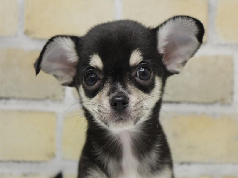 福岡県のチワワ(ロング) (ワンラブ福岡総本店/2025年9月13日生まれ/女の子/ブラックタンクリーム)の子犬