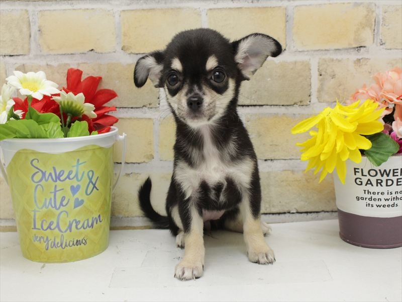 福岡県のチワワ(ロング) (ワンラブ福岡総本店/2025年9月13日生まれ/女の子/ブラックタンクリーム)の子犬の3枚目の画像