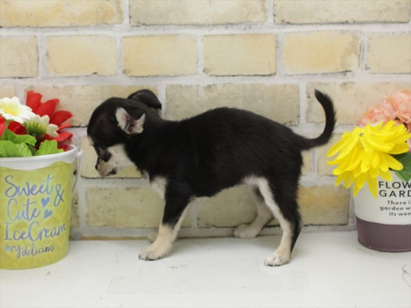 福岡県のチワワ(ロング) (ワンラブ福岡総本店/2025年9月13日生まれ/女の子/ブラックタンクリーム)の子犬の2枚目の画像