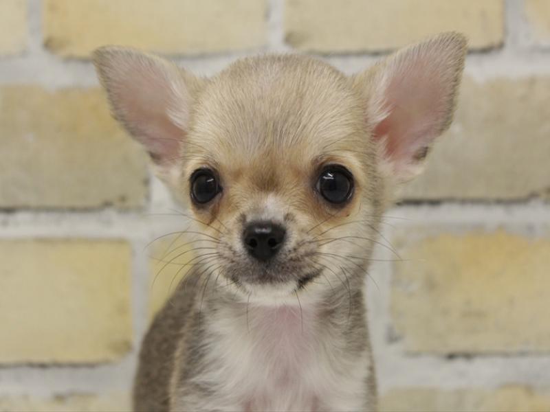 福岡県のチワワ(ロング) (ワンラブ福岡総本店/2025年9月13日生まれ/女の子/フォーンホワイト)の子犬