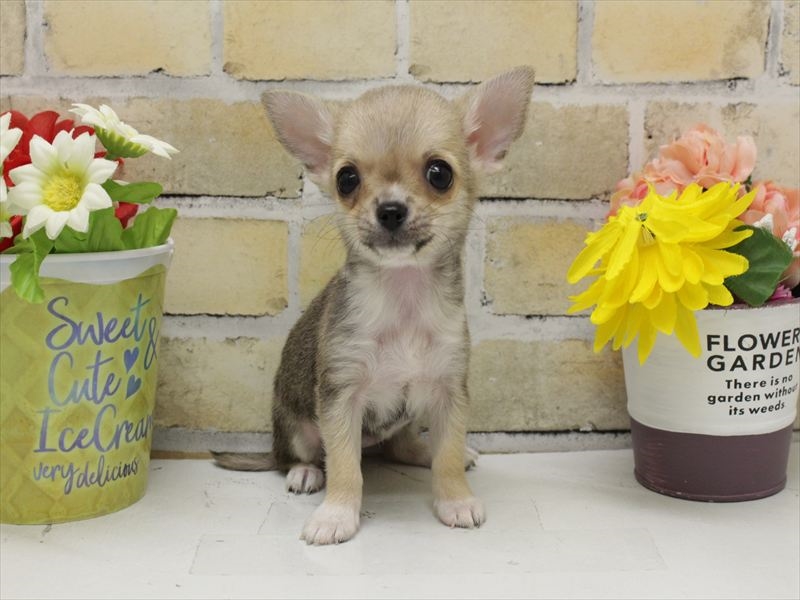 福岡県のチワワ(ロング) (ワンラブ福岡総本店/2025年9月13日生まれ/女の子/フォーンホワイト)の子犬の3枚目の画像