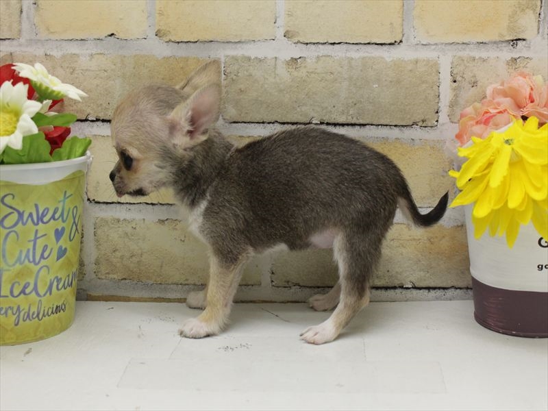 福岡県のチワワ(ロング) (ワンラブ福岡総本店/2025年9月13日生まれ/女の子/フォーンホワイト)の子犬の2枚目の画像