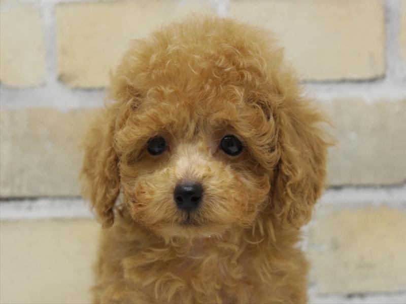 福岡県のトイプードル(トイ) (ワンラブ福岡総本店/2025年9月14日生まれ/男の子/レッド)の子犬の1枚目の画像