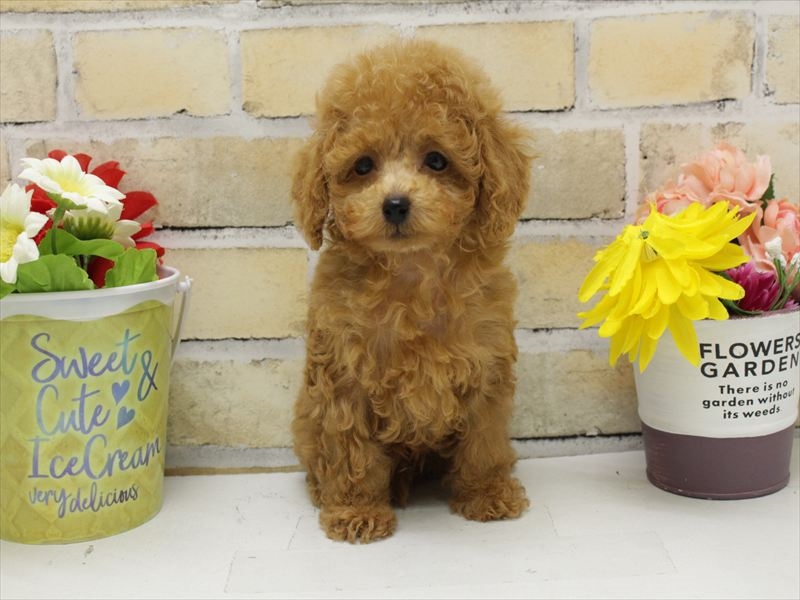 福岡県のトイプードル(トイ) (ワンラブ福岡総本店/2025年9月14日生まれ/男の子/レッド)の子犬の3枚目の画像