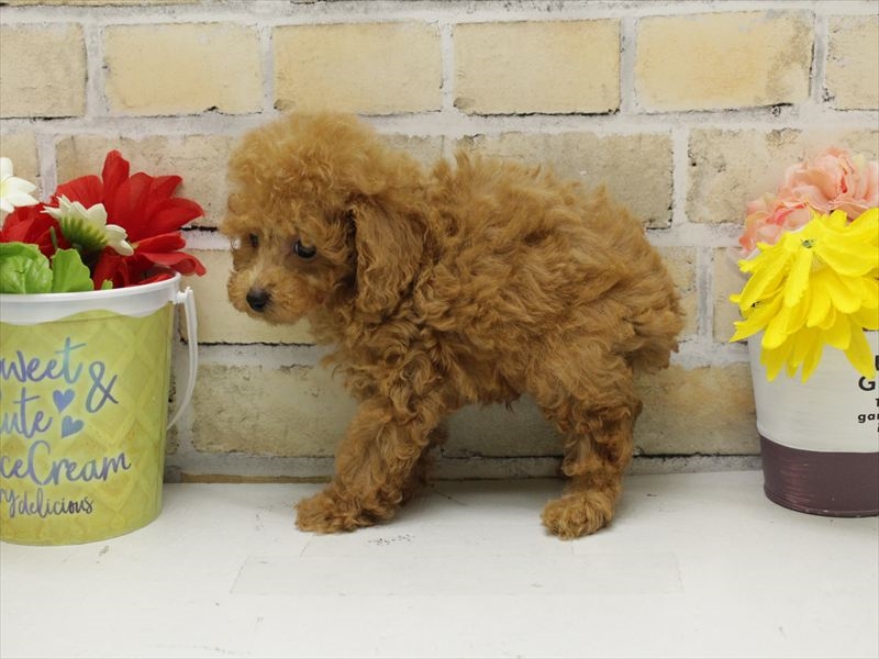 福岡県のトイプードル(トイ) (ワンラブ福岡総本店/2025年9月14日生まれ/男の子/レッド)の子犬の2枚目の画像