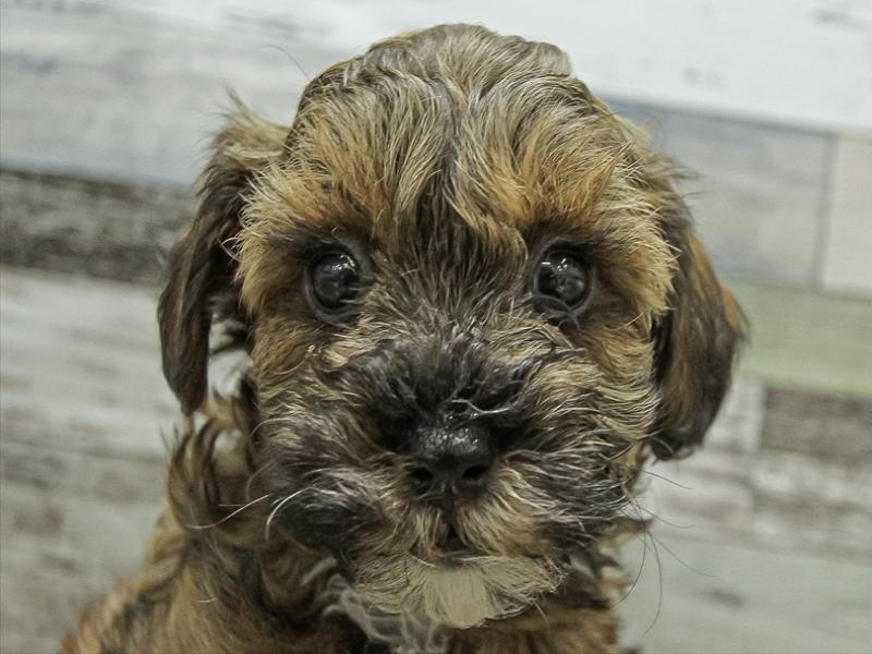 愛知県のプーズー/プーシーズ(プードル×シーズー) (ワンラブカインズ小牧店(FC)/2025年9月19日生まれ/女の子/レッドホワイト)の子犬の1枚目の画像