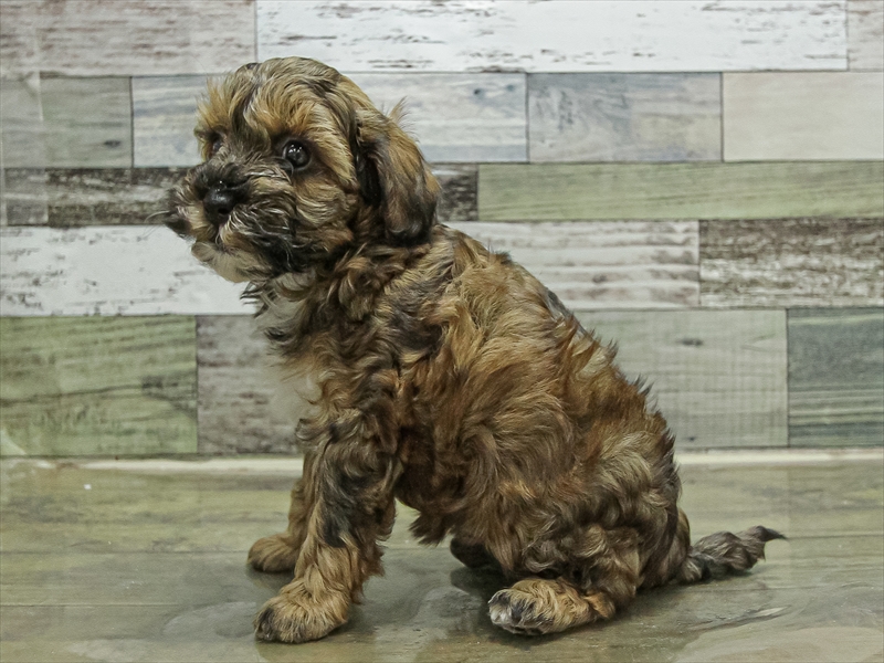 愛知県のプーズー/プーシーズ(プードル×シーズー) (ワンラブカインズ小牧店(FC)/2025年9月19日生まれ/女の子/レッドホワイト)の子犬の2枚目の画像