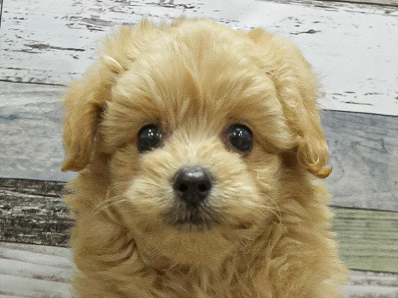 愛知県のポメプー(ポメラニアン×プードル) (ワンラブカインズ小牧店(FC)/2025年9月18日生まれ/男の子/クリーム)の子犬の1枚目の画像