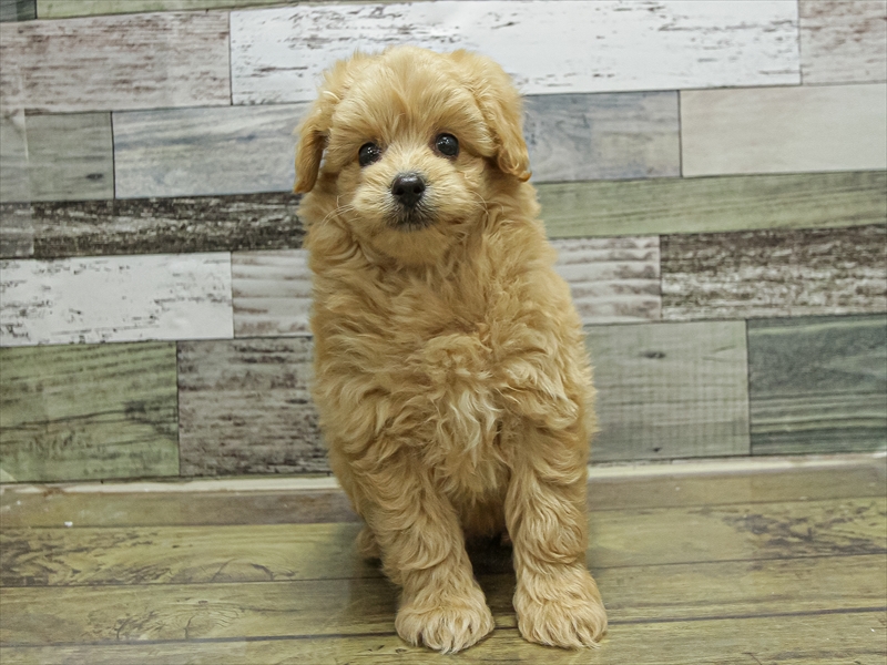 愛知県のポメプー(ポメラニアン×プードル) (ワンラブカインズ小牧店(FC)/2025年9月18日生まれ/男の子/クリーム)の子犬の3枚目の画像