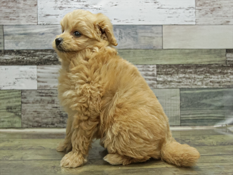 愛知県のポメプー(ポメラニアン×プードル) (ワンラブカインズ小牧店(FC)/2025年9月18日生まれ/男の子/クリーム)の子犬の2枚目の画像