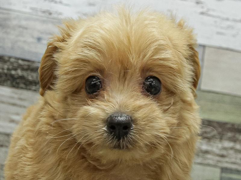 愛知県のポメプー(ポメラニアン×プードル) (ワンラブカインズ小牧店(FC)/2025年9月17日生まれ/女の子/クリーム)の子犬の1枚目の画像