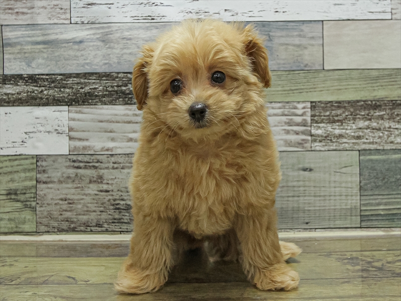 愛知県のポメプー(ポメラニアン×プードル) (ワンラブカインズ小牧店(FC)/2025年9月17日生まれ/女の子/クリーム)の子犬の3枚目の画像