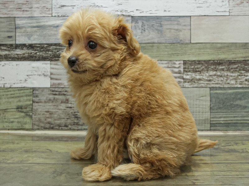 愛知県のポメプー(ポメラニアン×プードル) (ワンラブカインズ小牧店(FC)/2025年9月17日生まれ/女の子/クリーム)の子犬の2枚目の画像