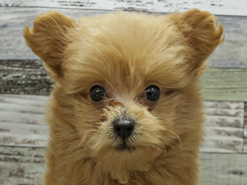 福岡県のポメプー(ポメラニアン×プードル) (ワンラブ福岡総本店/2025年9月17日生まれ/男の子/クリーム)の子犬の1枚目の画像