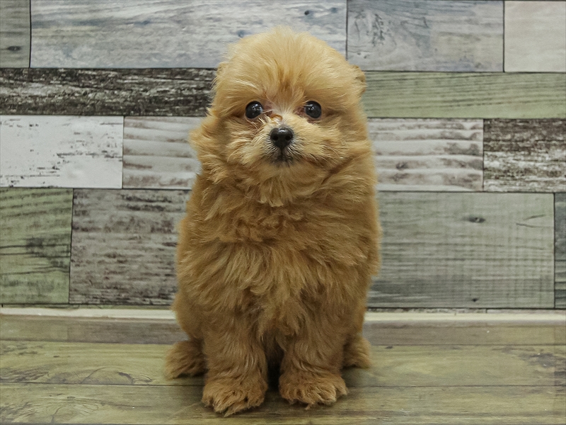 福岡県のポメプー(ポメラニアン×プードル) (ワンラブ福岡総本店/2025年9月17日生まれ/男の子/クリーム)の子犬の3枚目の画像