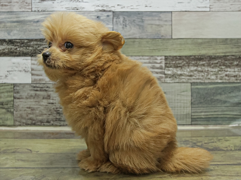 福岡県のポメプー(ポメラニアン×プードル) (ワンラブ福岡総本店/2025年9月17日生まれ/男の子/クリーム)の子犬の2枚目の画像