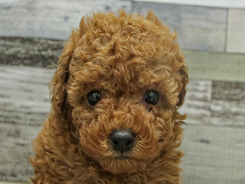 福岡県のトイプードル(トイ) (ワンラブ福岡総本店/2025年9月20日生まれ/女の子/レッド)の子犬の1枚目の画像