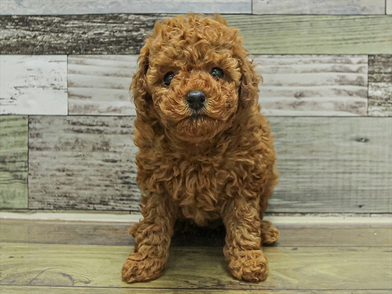 福岡県のトイプードル(トイ) (ワンラブ福岡総本店/2025年9月20日生まれ/女の子/レッド)の子犬の3枚目の画像