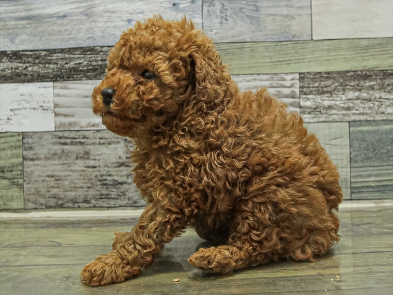 福岡県のトイプードル(トイ) (ワンラブ福岡総本店/2025年9月20日生まれ/女の子/レッド)の子犬の2枚目の画像