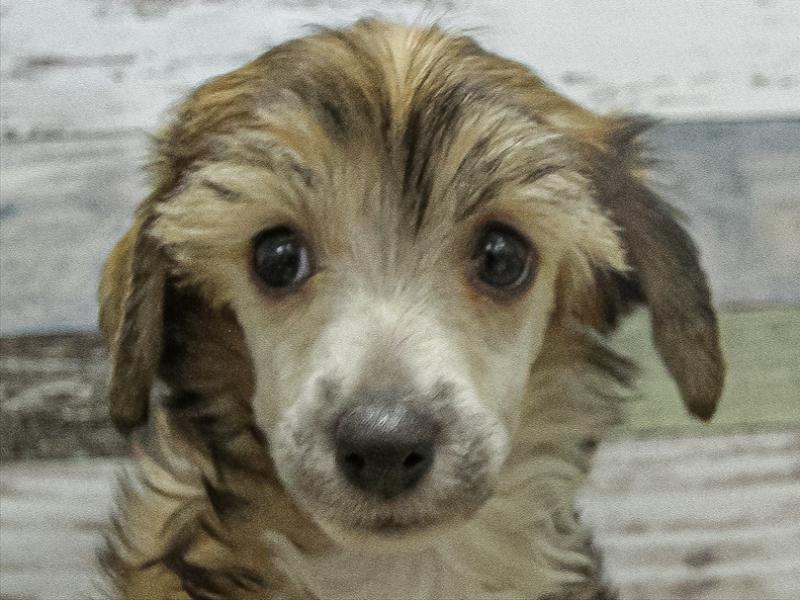 福岡県のチャイニーズクレステッドドッグ (ワンラブ福岡総本店/2025年9月18日生まれ/男の子/ブラウンホワイト)の子犬の1枚目の画像