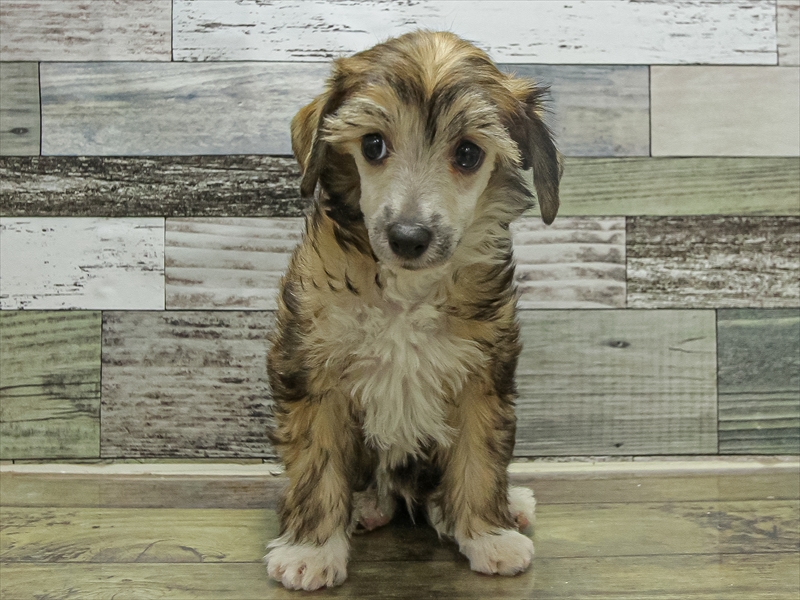 福岡県のチャイニーズクレステッドドッグ (ワンラブ福岡総本店/2025年9月18日生まれ/男の子/ブラウンホワイト)の子犬の3枚目の画像