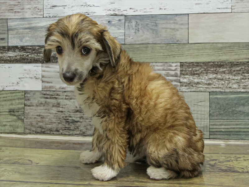 福岡県のチャイニーズクレステッドドッグ (ワンラブ福岡総本店/2025年9月18日生まれ/男の子/ブラウンホワイト)の子犬の2枚目の画像