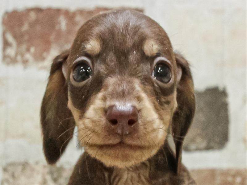 愛知県のカニンヘンダックスフンド(ロング) (ワンラブカインズ小牧店(FC)/2025年9月14日生まれ/男の子/チョコレートダップル)の子犬の1枚目の画像