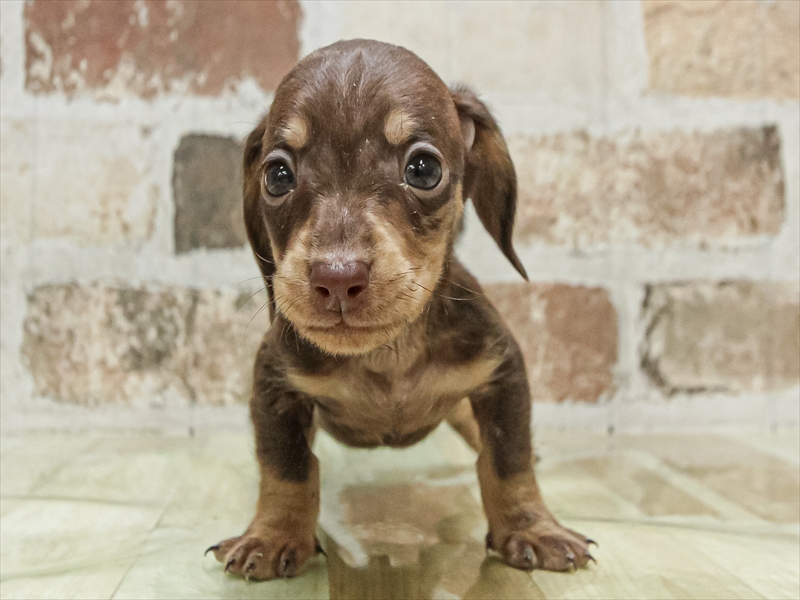 愛知県のカニンヘンダックスフンド(ロング) (ワンラブカインズ小牧店(FC)/2025年9月14日生まれ/男の子/チョコレートダップル)の子犬の3枚目の画像
